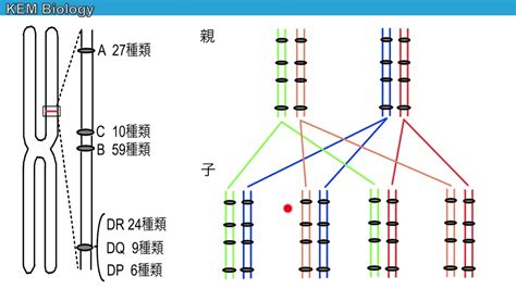 hla遺伝子 キス|ヒト白血球型抗原